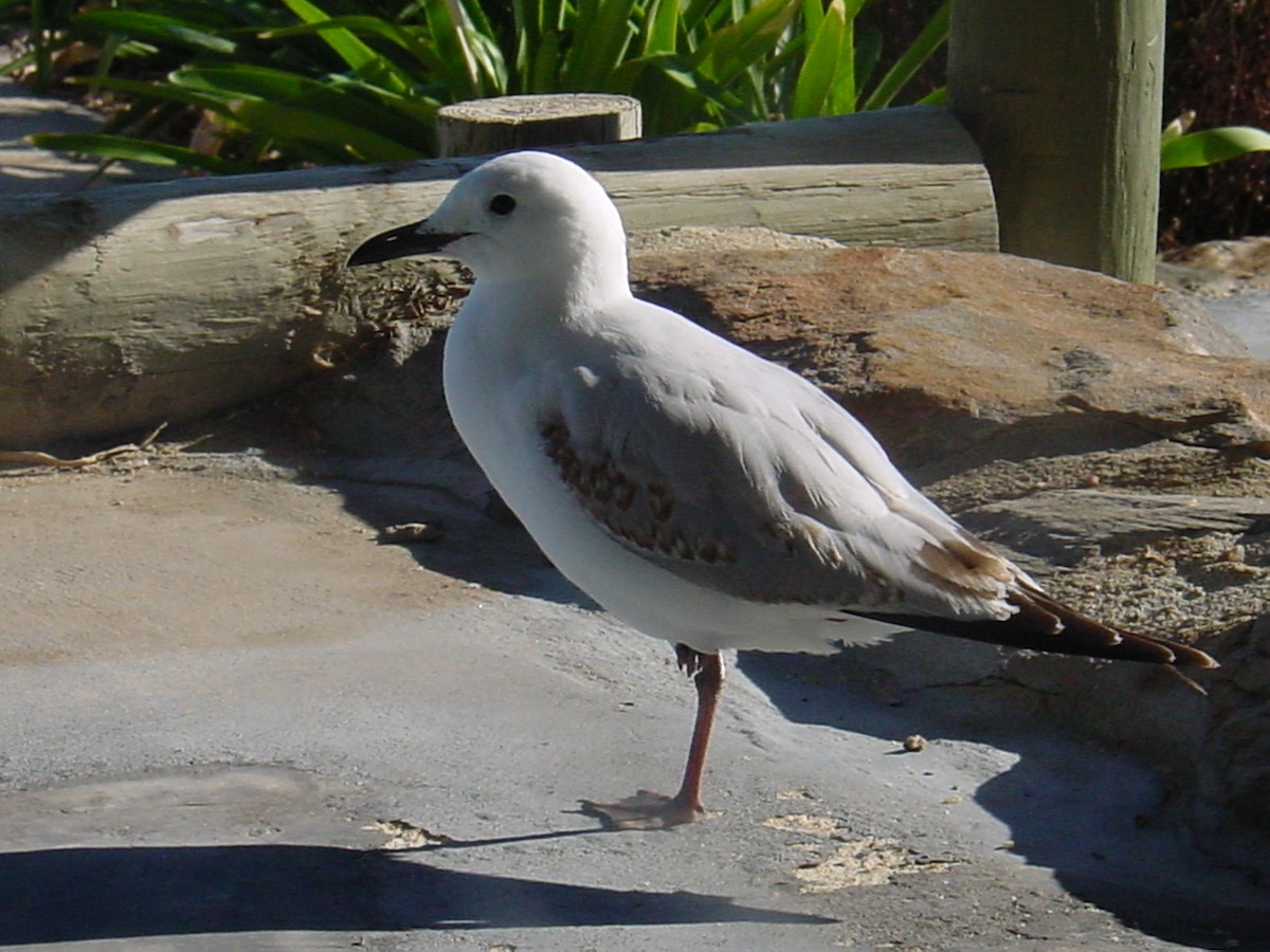 Австралийская чайка - ML576402661
