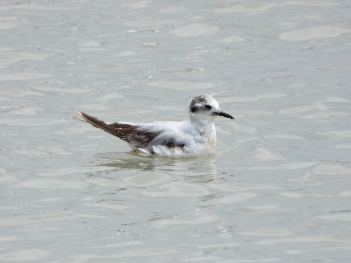 Little Gull - Teresa Cohen