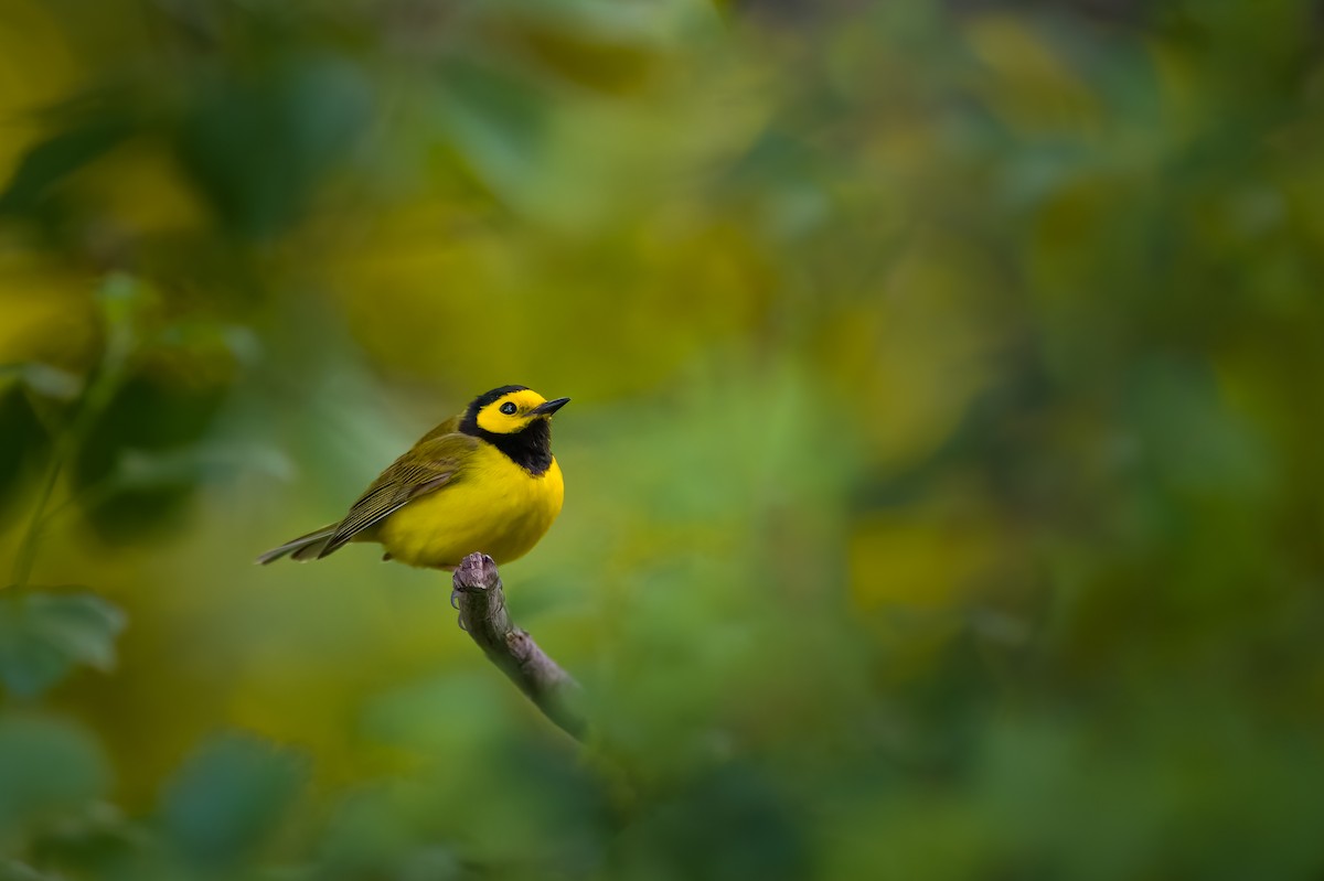 Hooded Warbler - ML576404171