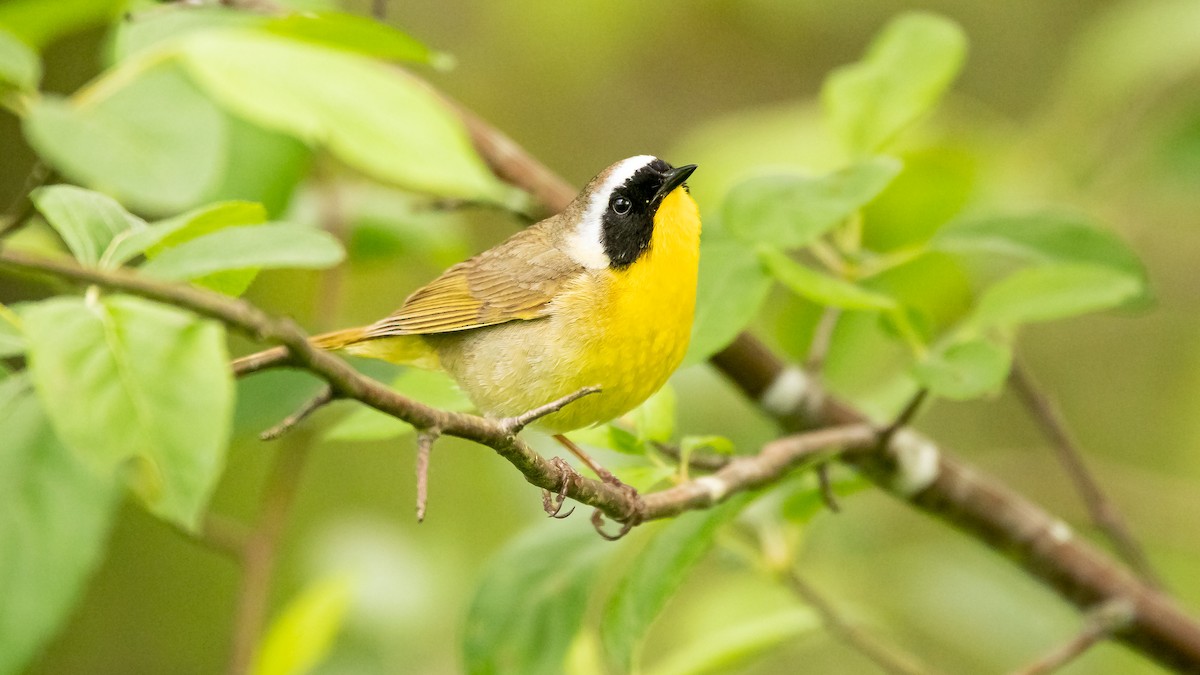 Common Yellowthroat - Garrett Hughes