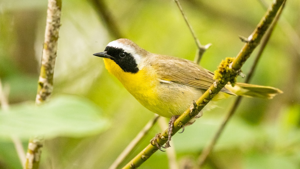 Common Yellowthroat - ML576404281