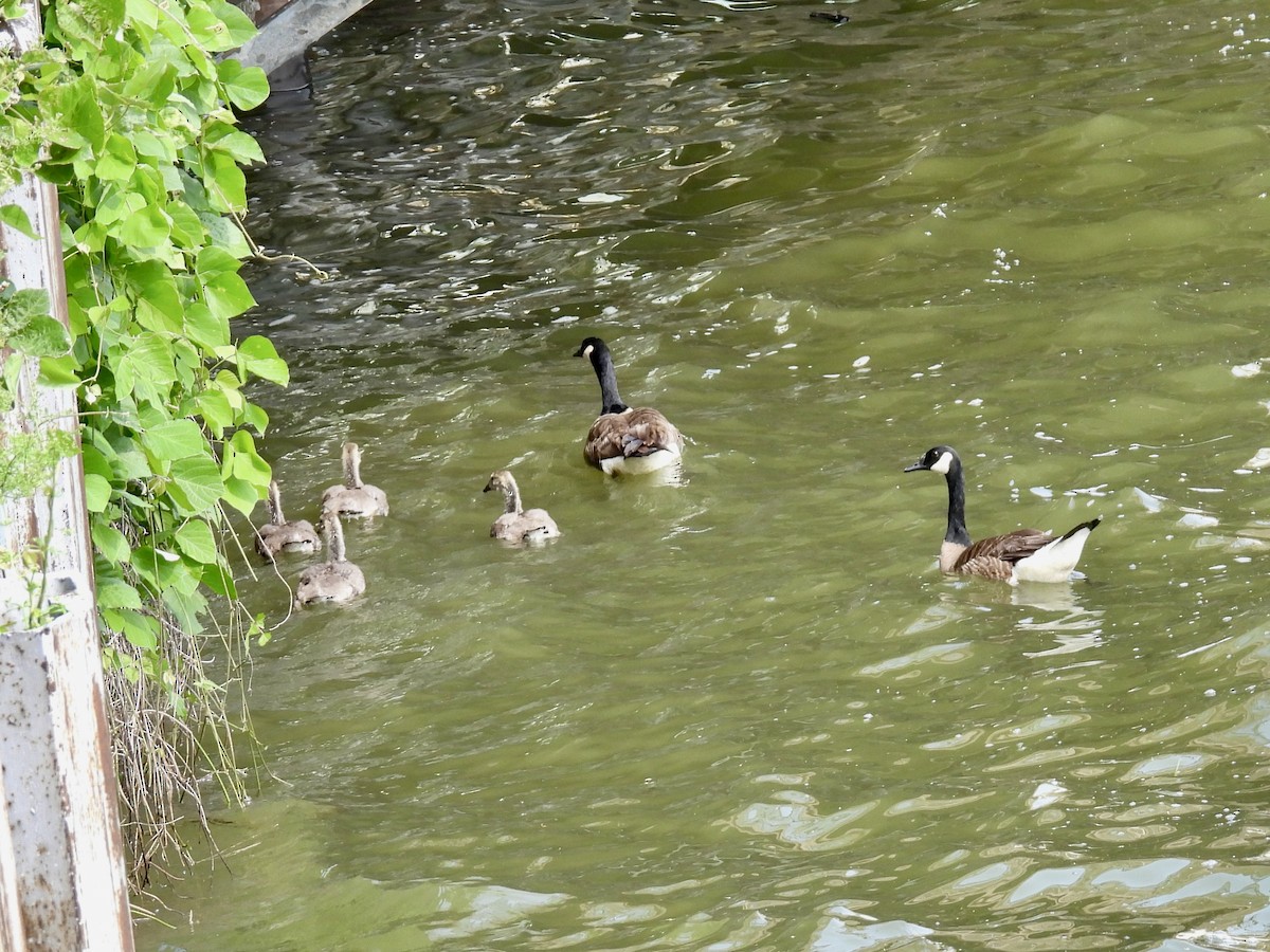 Canada Goose - ML576404531