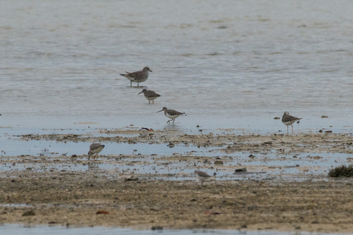 Terek Sandpiper - John C. Mittermeier