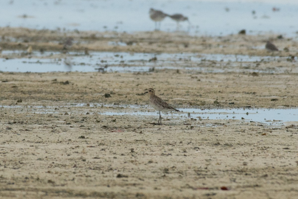 Pacific Golden-Plover - ML576407111