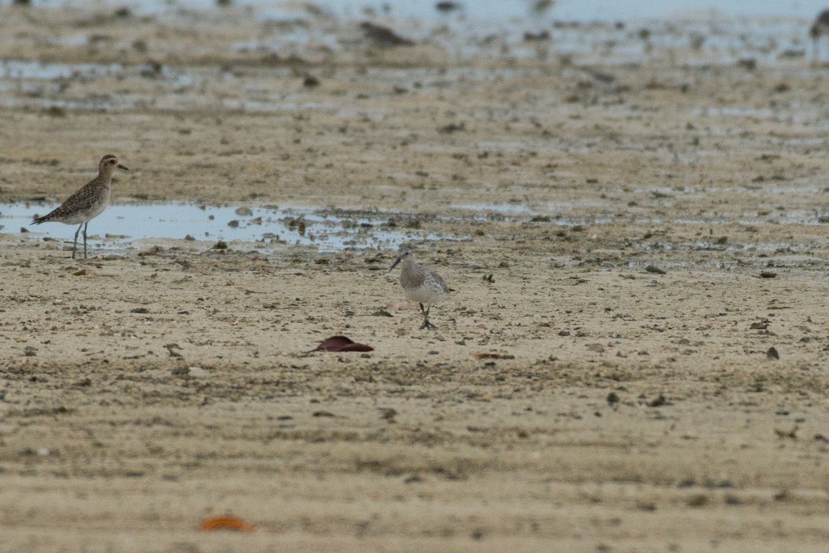 Great Knot - John C. Mittermeier