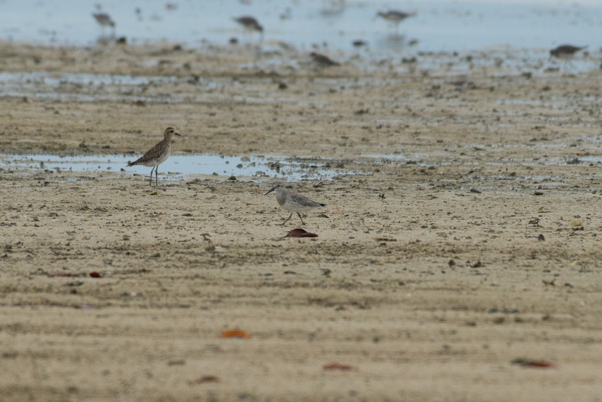 Great Knot - ML576407261