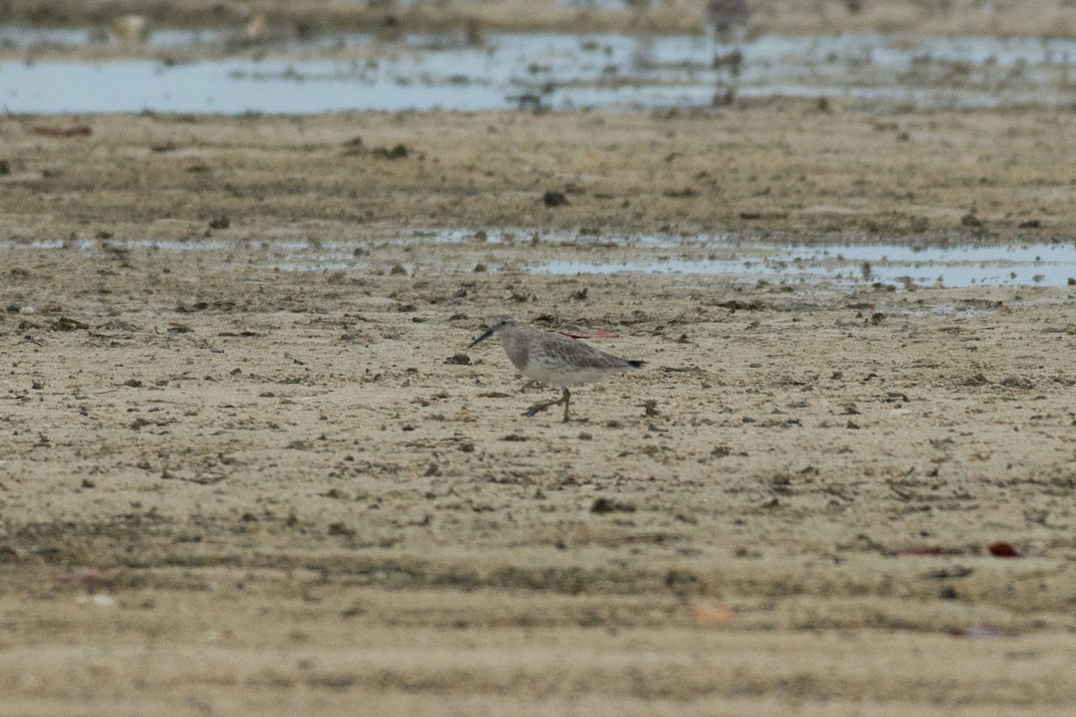 Great Knot - ML576407391