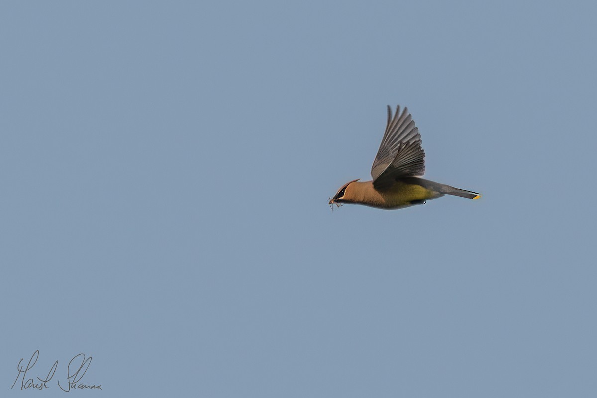 Cedar Waxwing - Manish Sharma