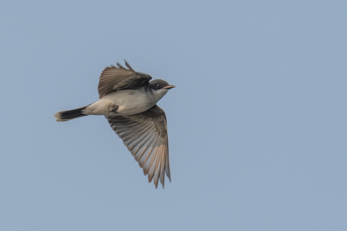 Eastern Kingbird - ML576407881