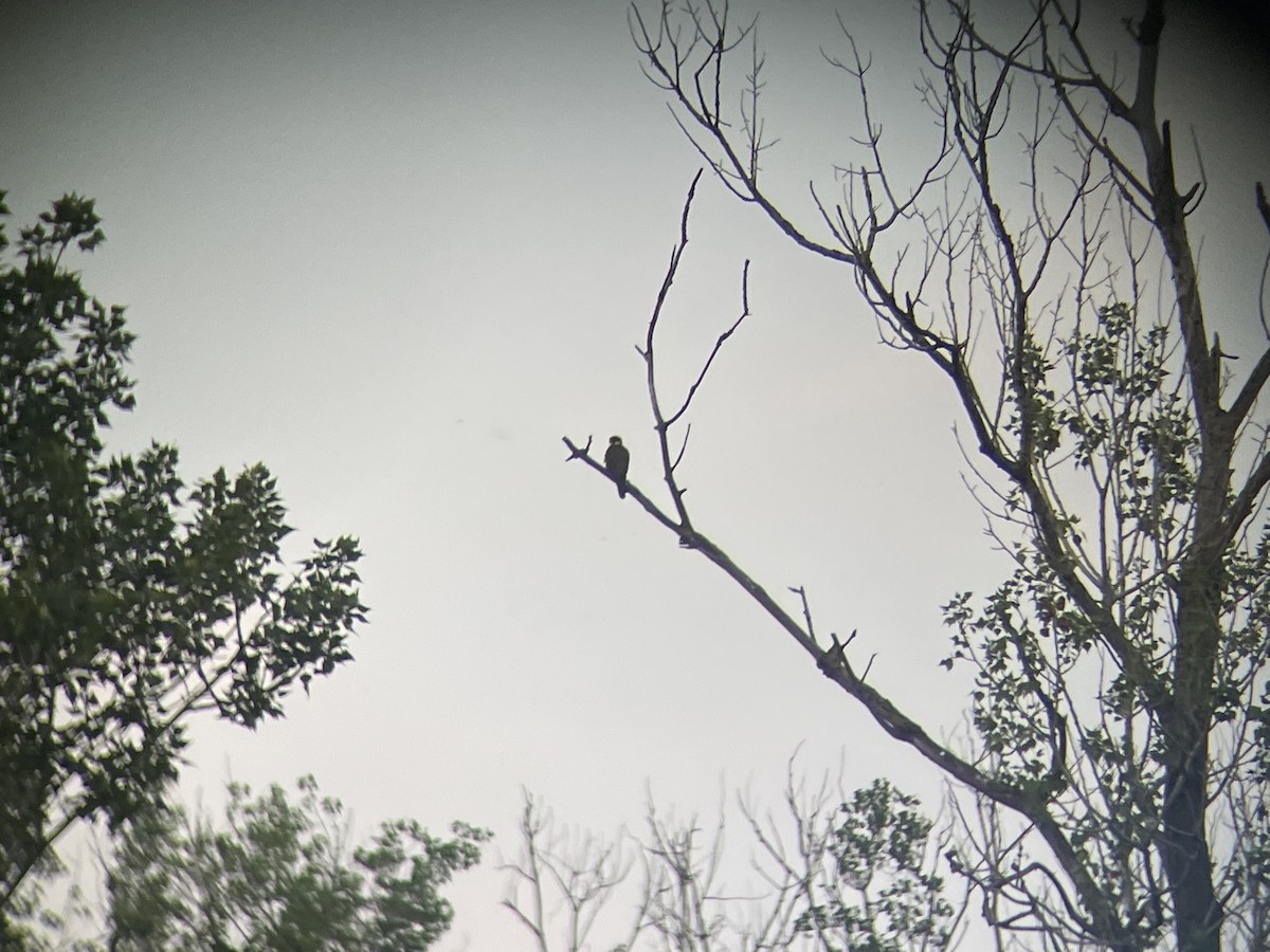 Eurasian Hobby - ML576408471