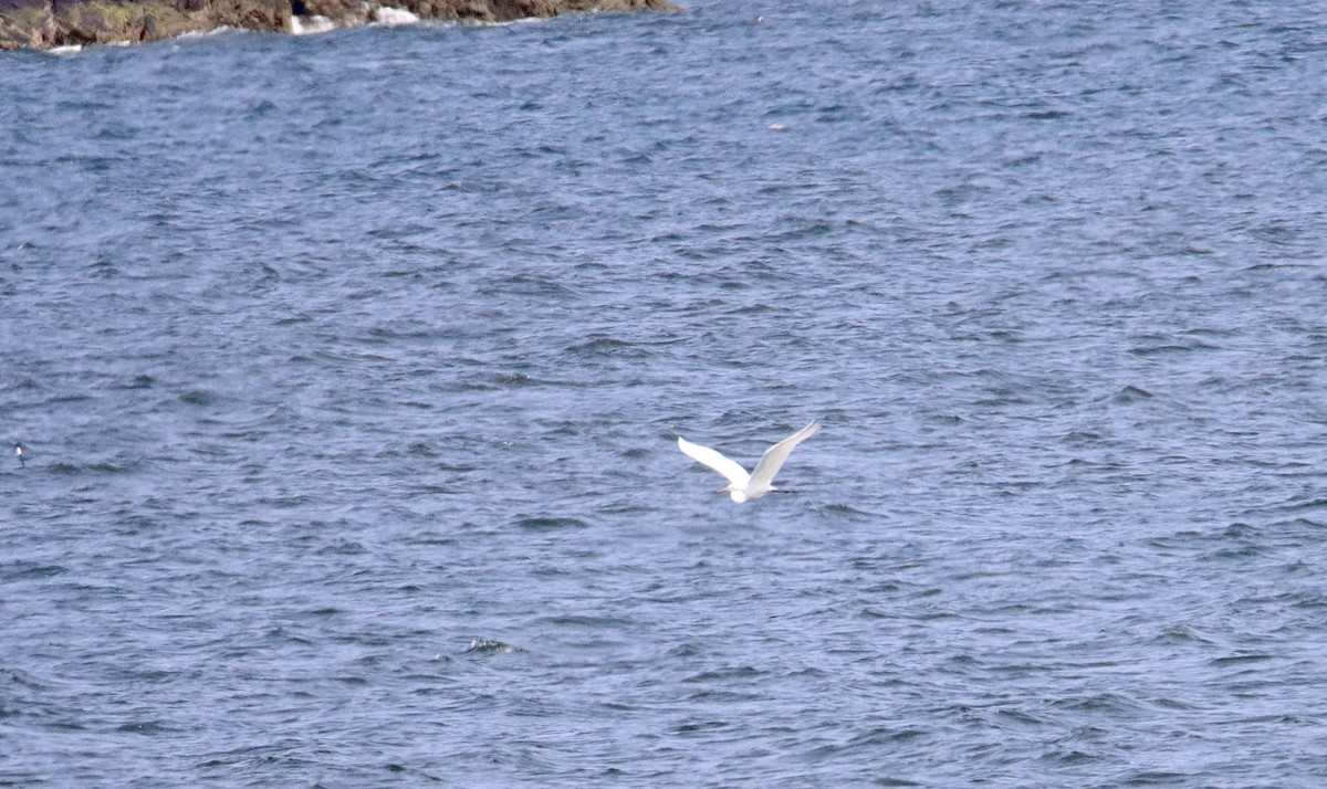 Great Egret - ML576409401