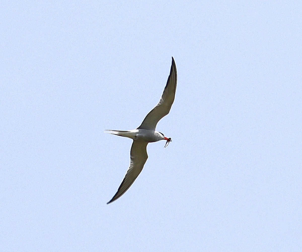 Common Tern - ML576409511