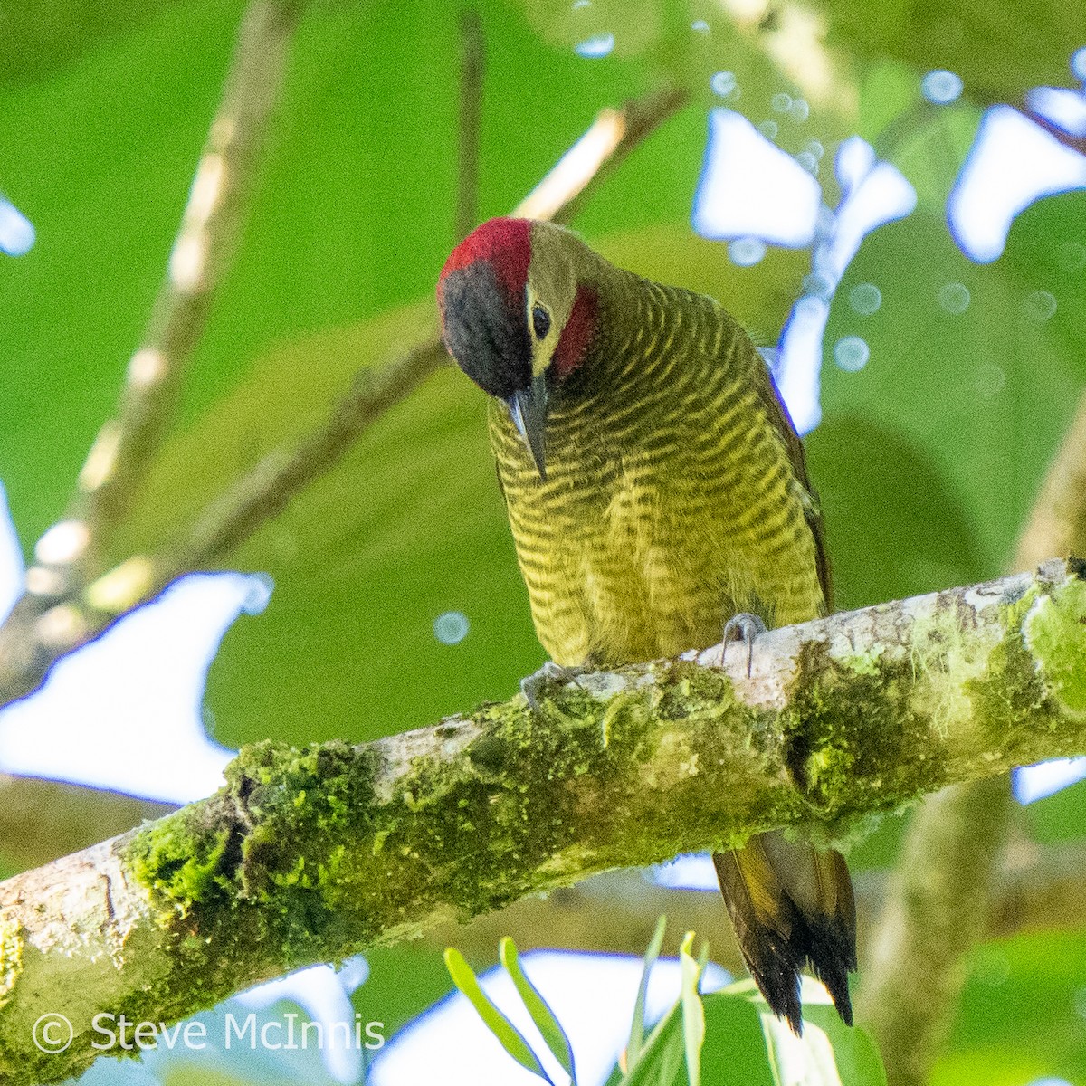 Golden-olive Woodpecker - ML576409791