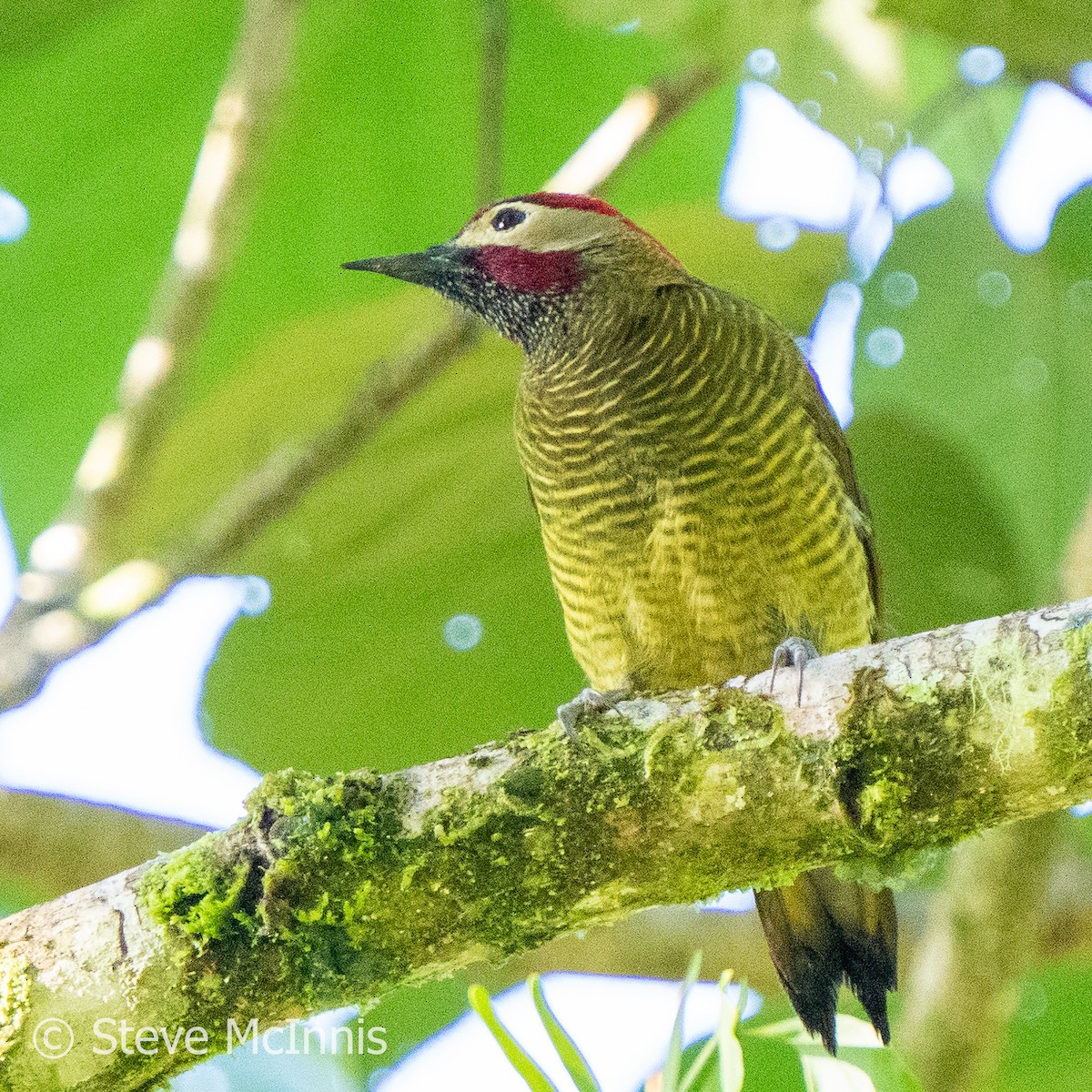 Golden-olive Woodpecker - ML576409801