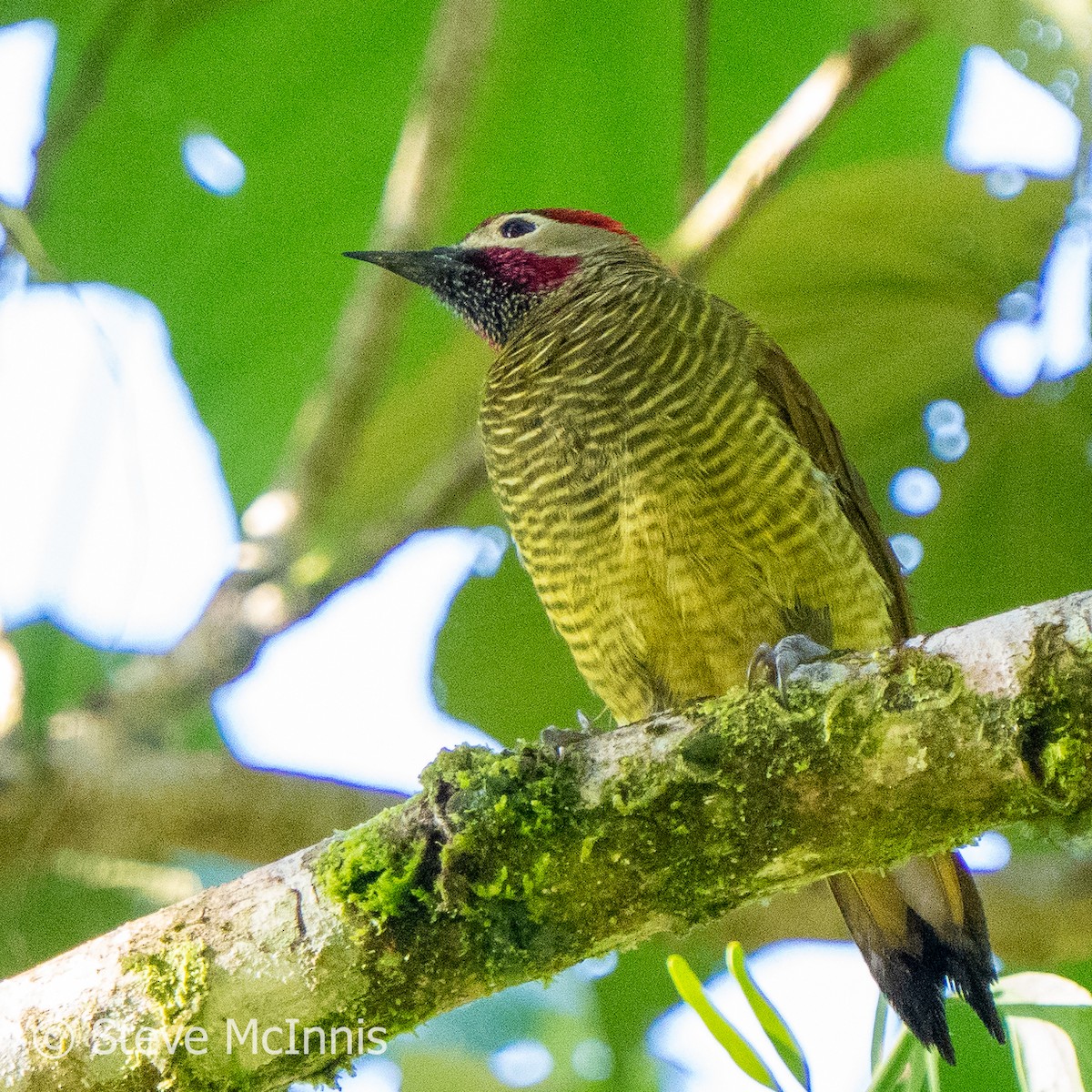 Golden-olive Woodpecker - ML576409821