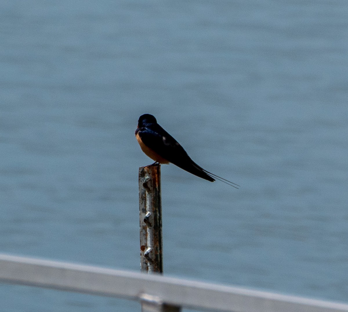 Barn Swallow - ML576410481