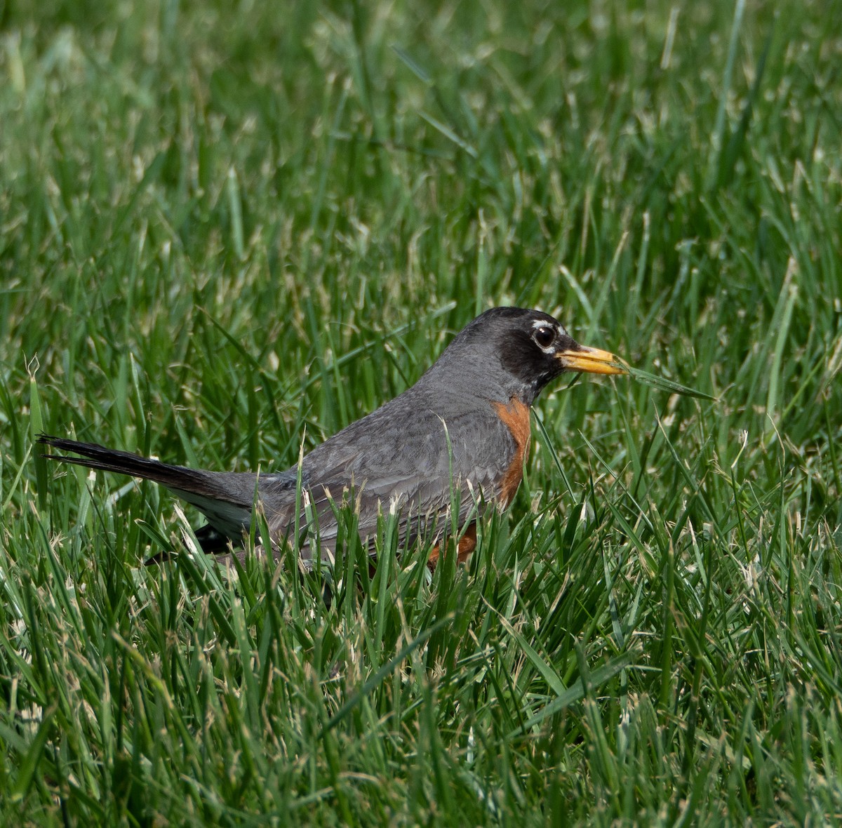 American Robin - ML576410671