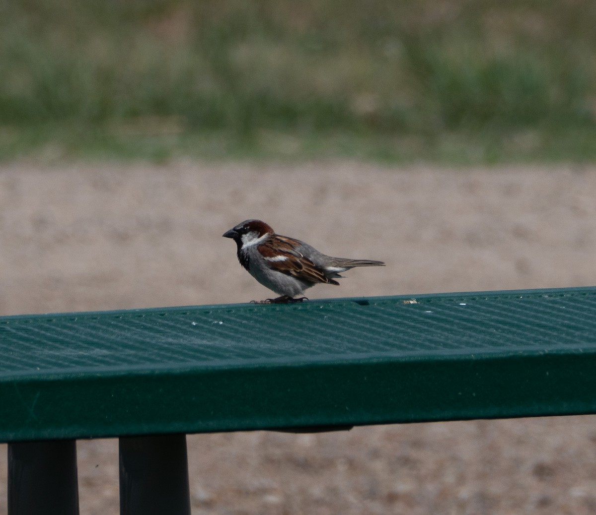 House Sparrow - ML576410781