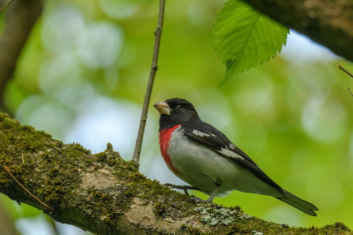 Rose-breasted Grosbeak - Manish Sharma