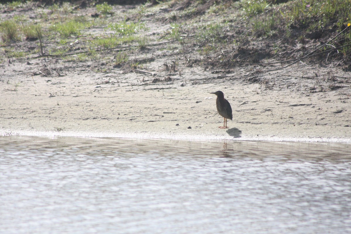 Green Heron - ML576412271