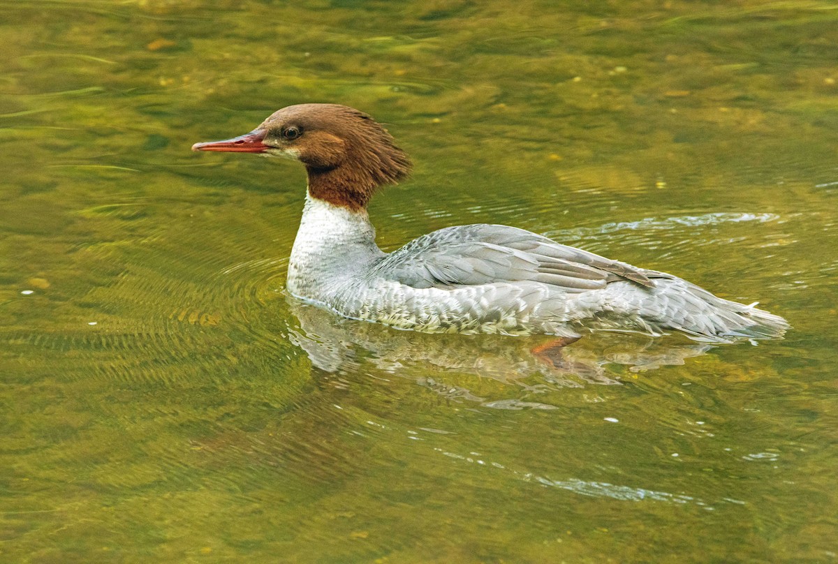 Common Merganser - Renee Frederick