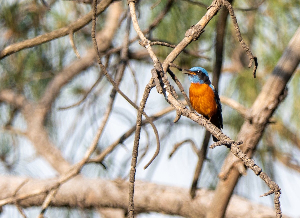 Blue-capped Rock-Thrush - Shyam Sharma