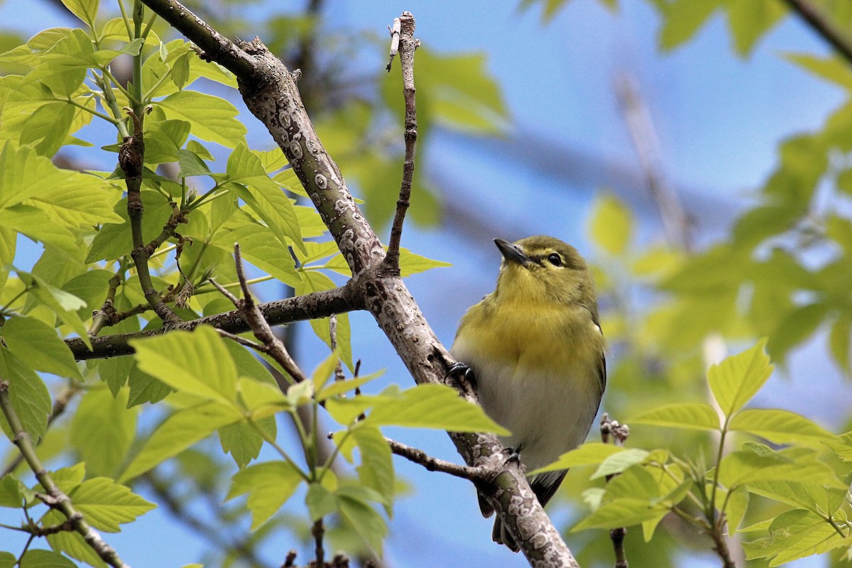 gulbrystvireo - ML57641461