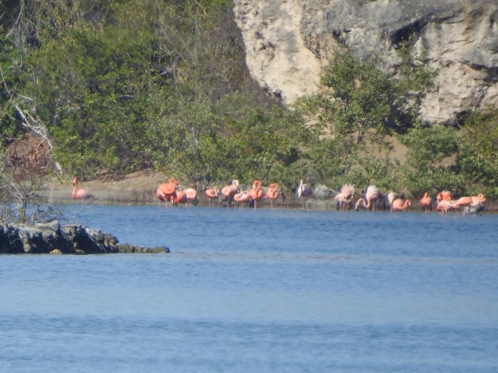 American Flamingo - Laurenske Sierkstra