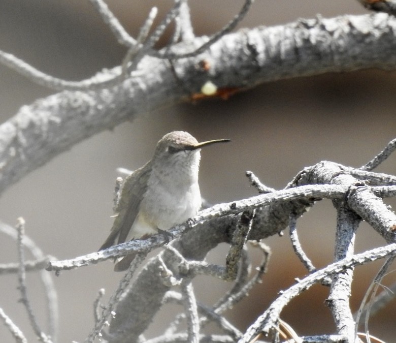 Black-chinned Hummingbird - ML576415001