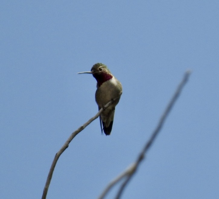 Broad-tailed Hummingbird - ML576415051