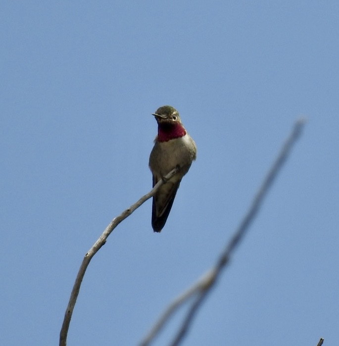 Broad-tailed Hummingbird - ML576415061