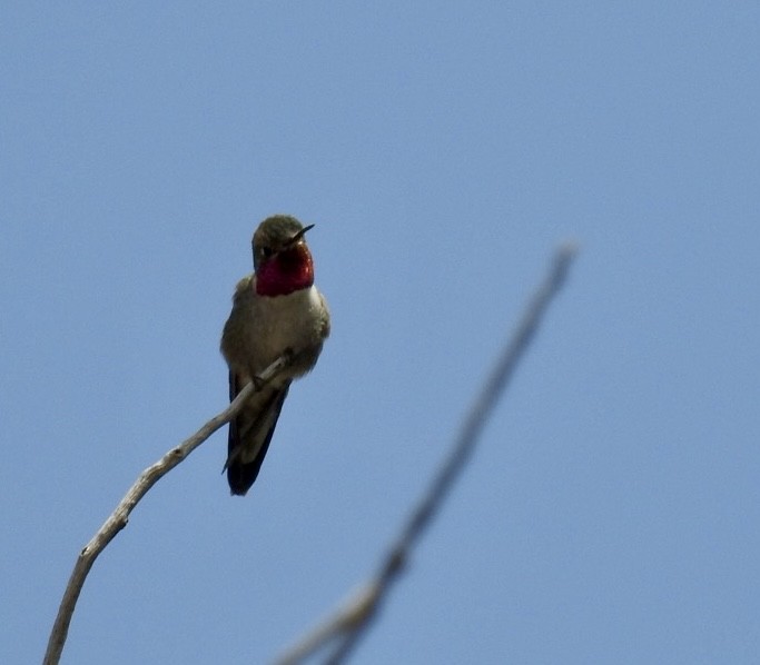 Broad-tailed Hummingbird - ML576415071