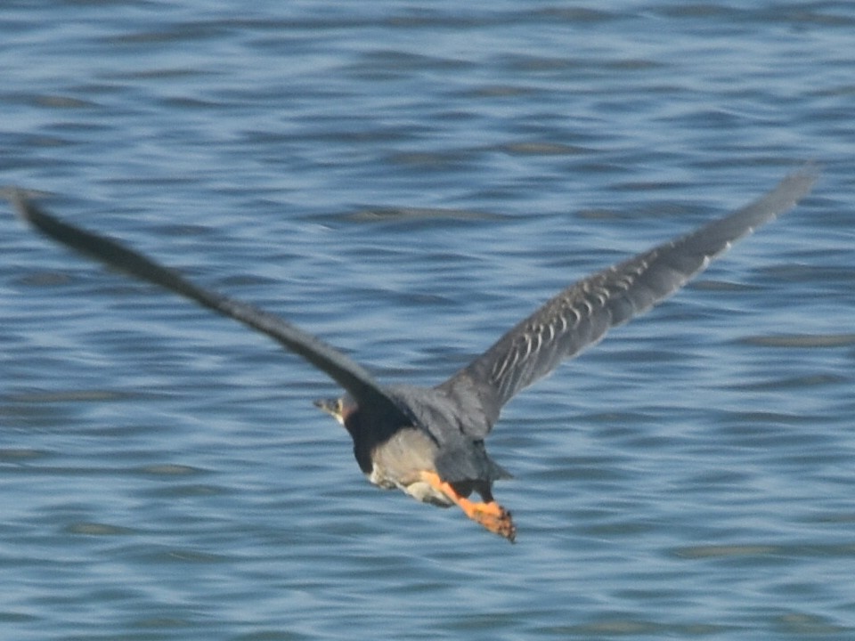 Green Heron - ML576415191