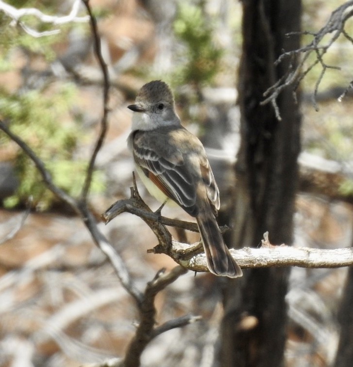 Ash-throated Flycatcher - ML576415201
