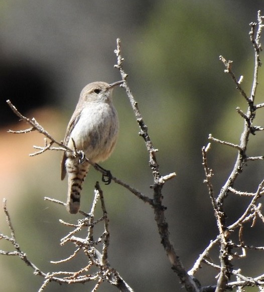 Rock Wren - ML576415271