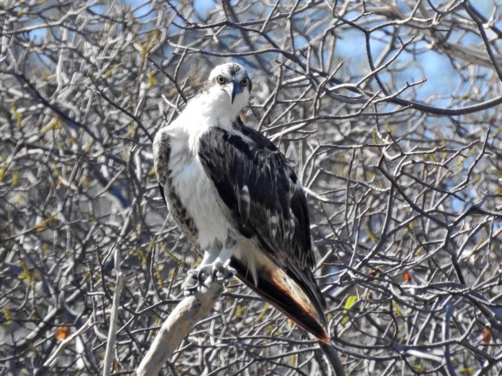 Águila Pescadora - ML576415351