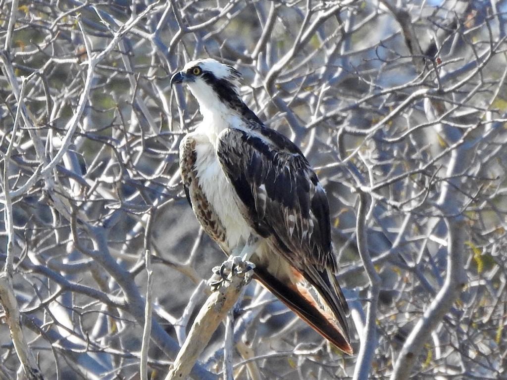 Osprey - Laurenske Sierkstra