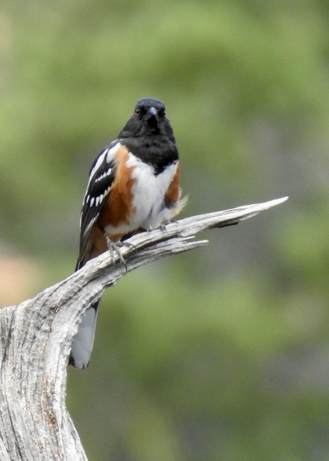 Spotted Towhee - ML576415371