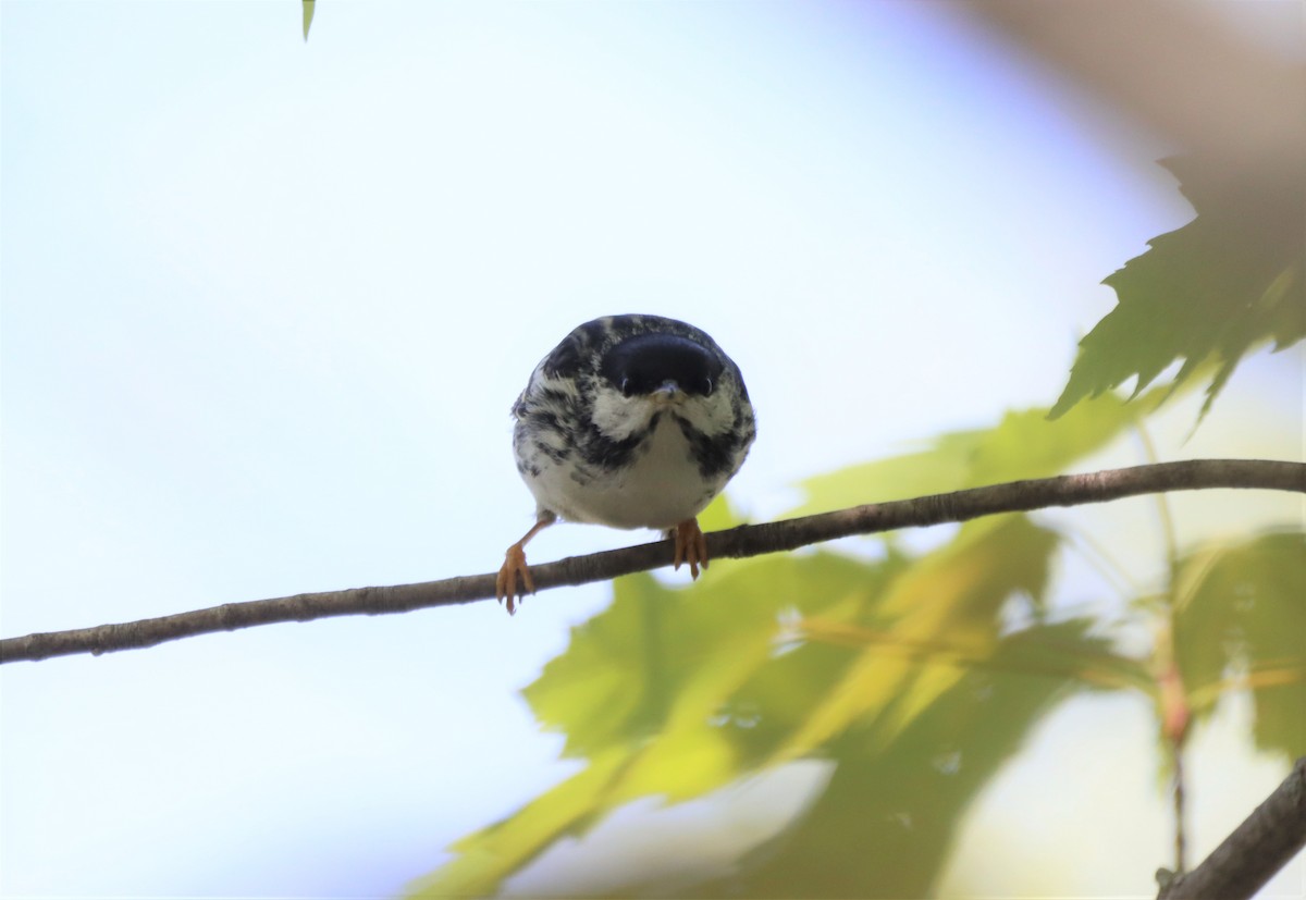 Blackpoll Warbler - ML576415421