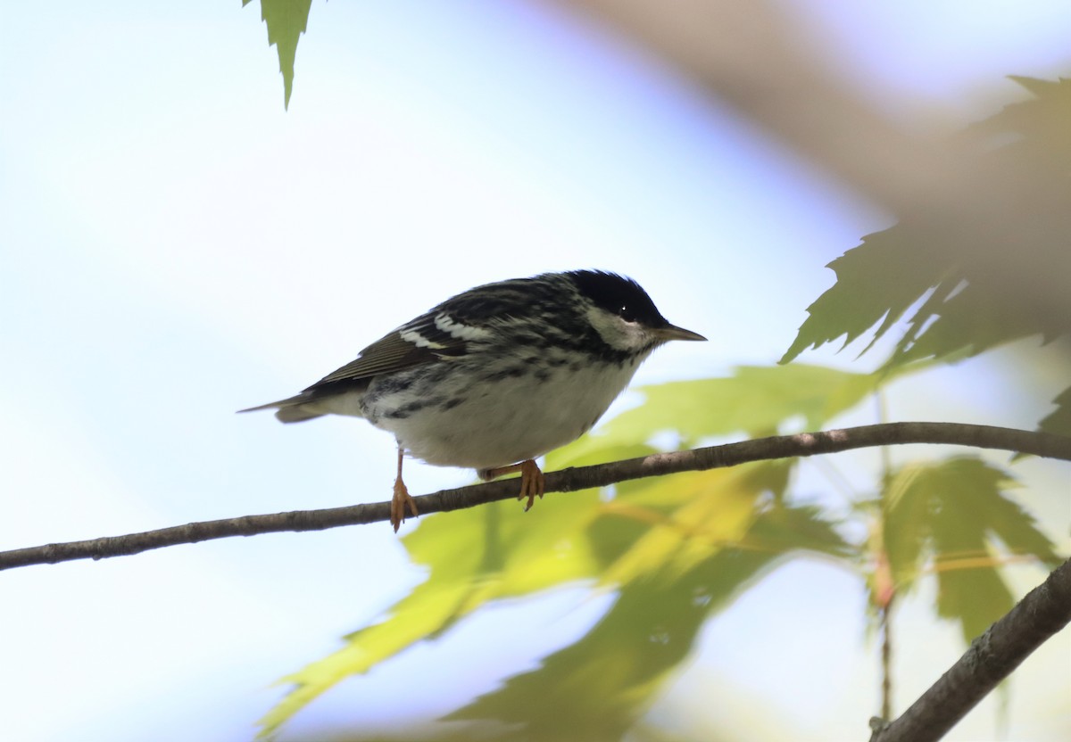 Blackpoll Warbler - Daniel Laforce