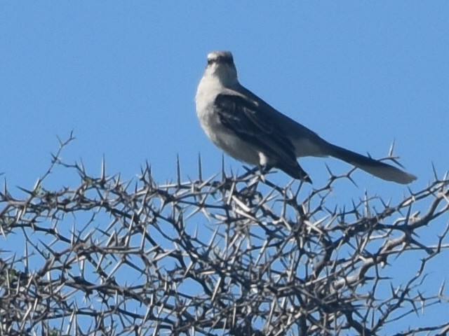 Tropical Mockingbird - ML576415981