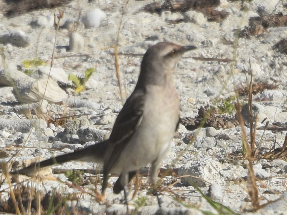 Tropical Mockingbird - Laurenske Sierkstra