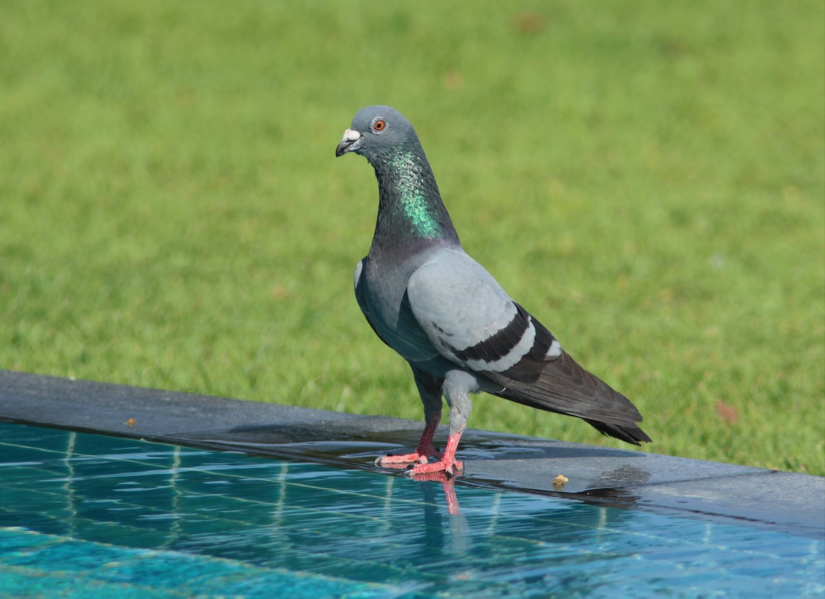 Rock Pigeon (Feral Pigeon) - ML576417181