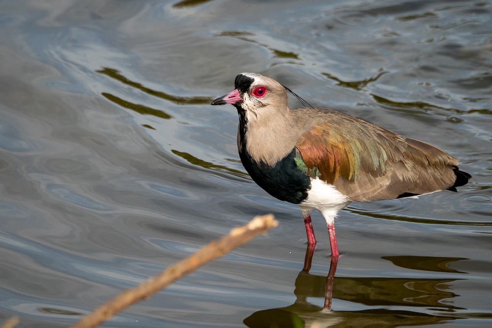 Southern Lapwing - ML576417791