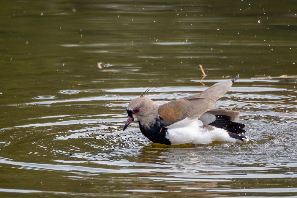 Southern Lapwing - ML576417801