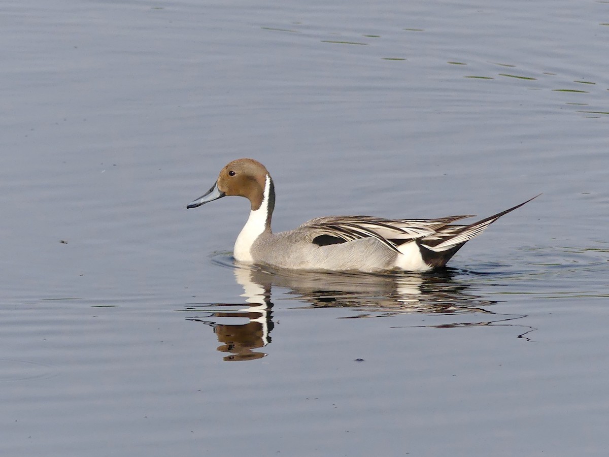 Canard pilet - ML576419151