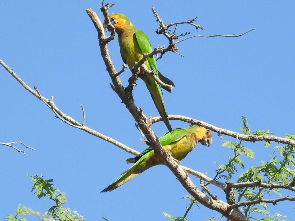 Aratinga Pertinaz - ML576419321