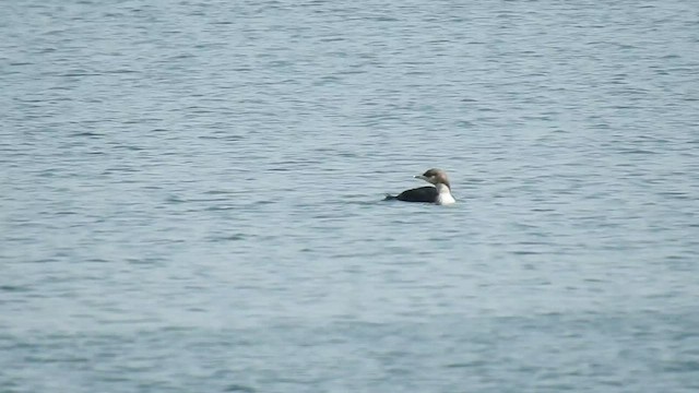 Pacific Loon - ML576419481