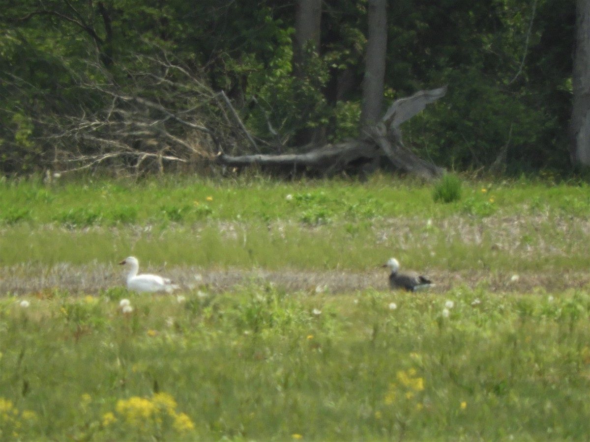 Snow Goose - ML576419651