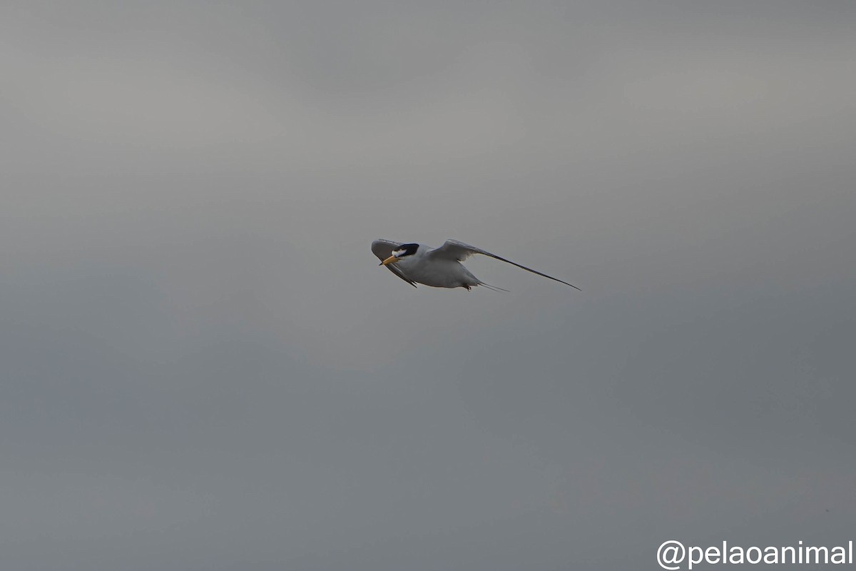 Least Tern - ML576420661